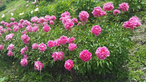A vibrant patch of pink peonies blooming in a lush green garden.