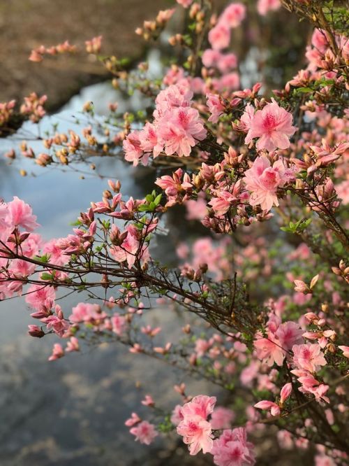 A close-up of pink flowers blooming on a branch, reflecting in calm water nearby.