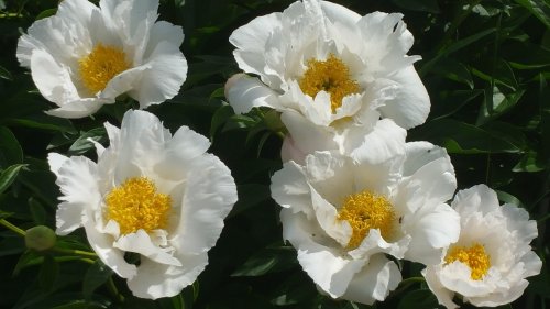 A cluster of white peonies with bright yellow centers, surrounded by lush green leaves.