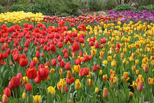 A vibrant garden filled with red, yellow, and purple tulips in full bloom, creating a colorful floral display.