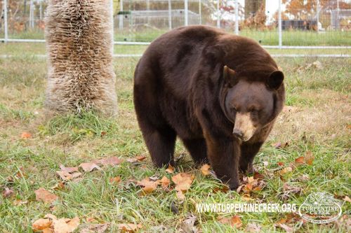 A brown bear walking through grass and fallen leaves in a natural setting.