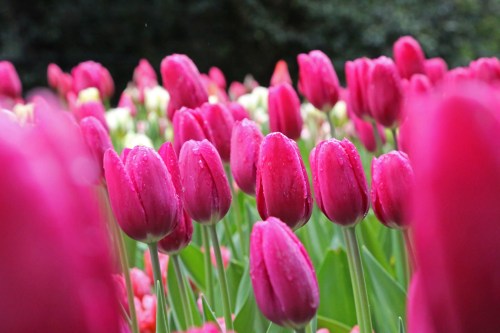 A vibrant field of pink tulips with droplets of water, surrounded by greenery and hints of other colors in the background.