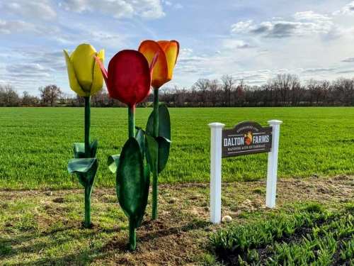 Colorful oversized flower sculptures in a green field, with a sign for Dalton Farms nearby.