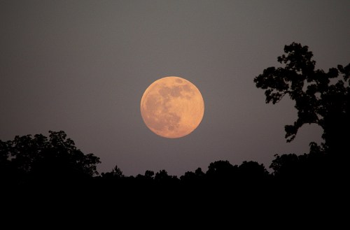 A large, glowing full moon rises above a dark silhouette of trees against a twilight sky.