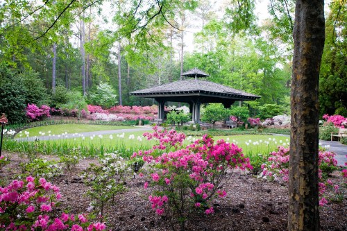 A serene garden with vibrant azaleas and a gazebo surrounded by lush greenery and blooming flowers.