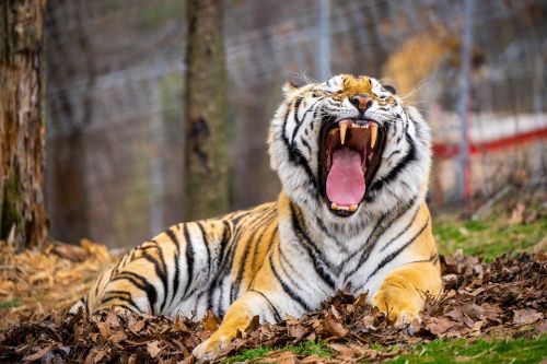 A tiger lying on the ground, yawning widely, surrounded by fallen leaves and trees in the background.