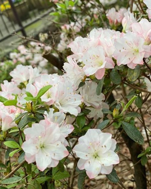 A close-up of delicate pink and white azalea flowers blooming among green leaves.