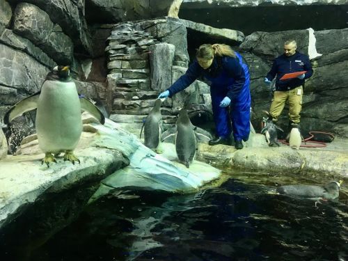 A zookeeper in blue attire feeds penguins near a rocky habitat and water, while another staff member observes.