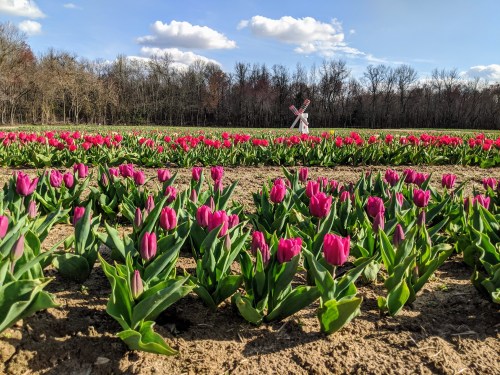 A vibrant field of pink tulips with a windmill in the background under a blue sky and fluffy clouds.