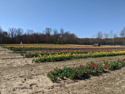A vibrant field of tulips in various colors under a clear blue sky, with trees and a car in the background.