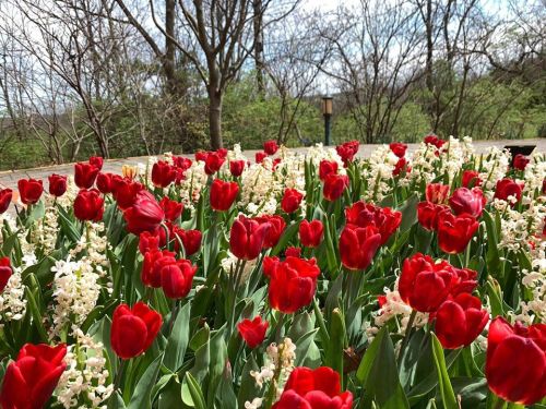 A vibrant garden filled with red tulips and white flowers, surrounded by bare trees and a cloudy sky.