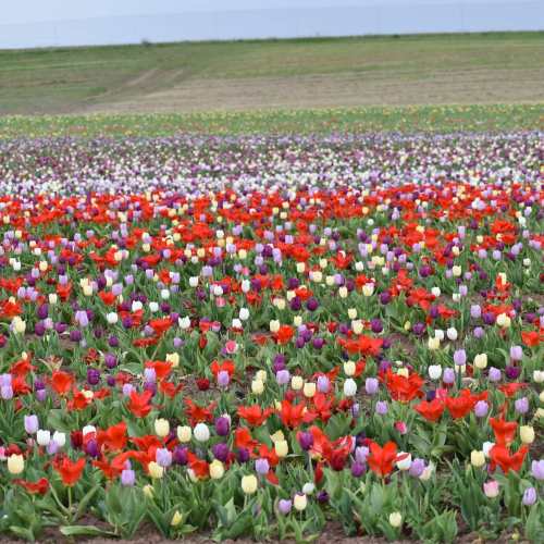 A vibrant field of blooming tulips in various colors, including red, purple, yellow, and white, under a clear sky.