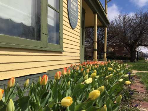 Colorful tulips in yellow and red bloom along the side of a yellow house on a sunny day.