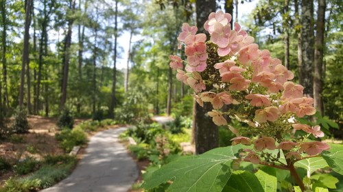 A close-up of pink hydrangea flowers with a blurred path and trees in a lush garden background.