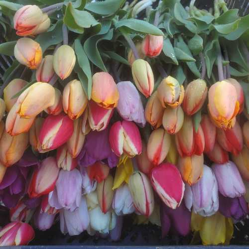 A vibrant assortment of tulips in various colors, including pink, orange, yellow, and white, with fresh dew on the petals.