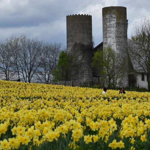 A field of bright yellow daffodils in front of two silos and a rustic building, with trees in the background.