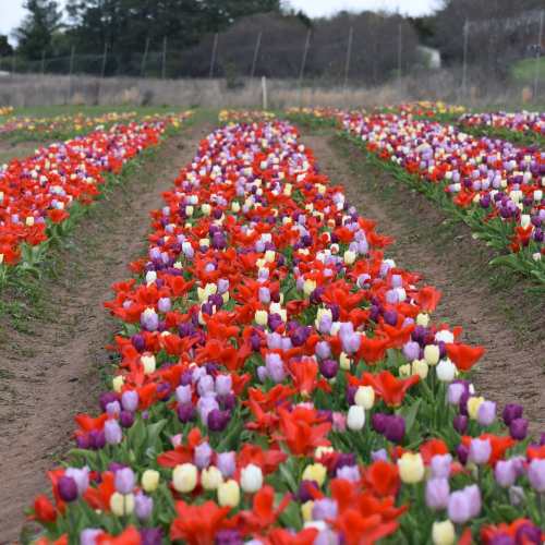 A vibrant field of tulips in various colors, including red, purple, and white, arranged in neat rows.