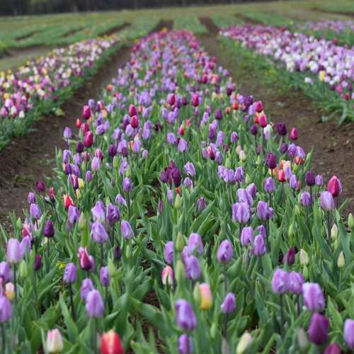 A vibrant field of blooming tulips in various shades of purple, pink, and yellow, arranged in neat rows.
