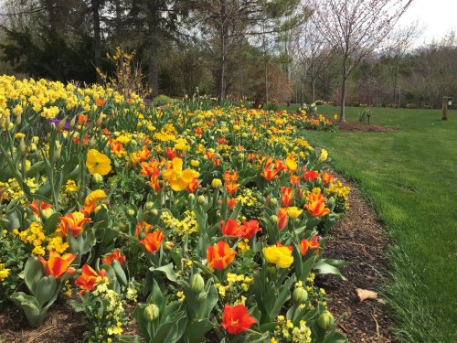 A vibrant flower garden with blooming tulips in red, yellow, and orange, surrounded by lush green grass and trees.