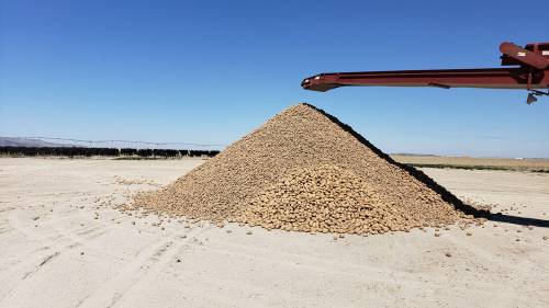 A large pyramid of potatoes on a sandy field, with a clear blue sky in the background.