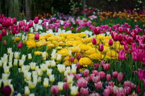 A vibrant garden filled with colorful tulips and yellow flowers, creating a beautiful floral display.