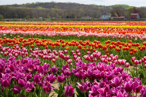 A vibrant field of blooming tulips in various colors, with rolling hills and a few houses in the background.