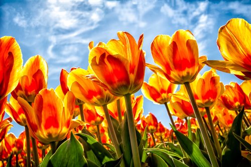 Vibrant orange and yellow tulips bloom against a bright blue sky, creating a colorful spring landscape.