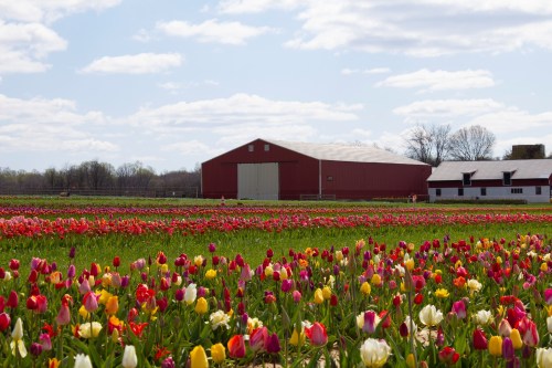 A vibrant field of tulips in various colors, with a red barn and white farmhouse in the background under a blue sky.