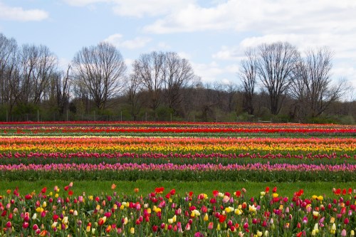 A vibrant field of tulips in various colors, with bare trees and a blue sky in the background.