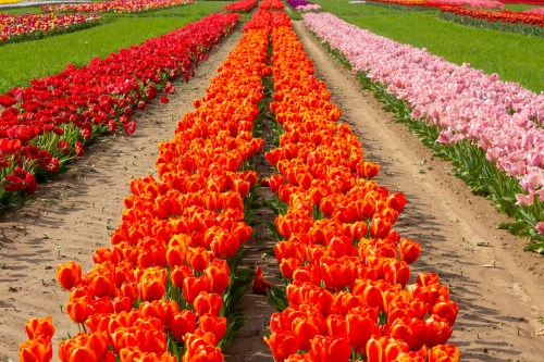 Vibrant rows of orange, red, and pink tulips in a field, creating a colorful floral landscape.