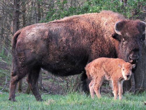 A bison and its calf stand together in a grassy area, surrounded by trees. The calf looks up at the adult bison.