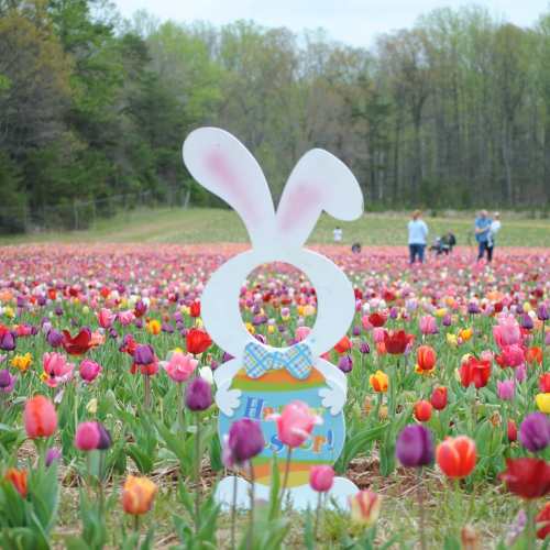 A cutout of a bunny in a colorful tulip field, with people enjoying the vibrant flowers in the background.