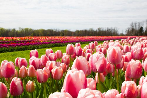 A vibrant field of pink tulips in the foreground, with colorful tulip rows stretching into the distance under a cloudy sky.