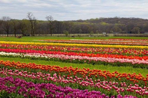 A vibrant field of blooming tulips in various colors, stretching across the landscape under a cloudy sky.