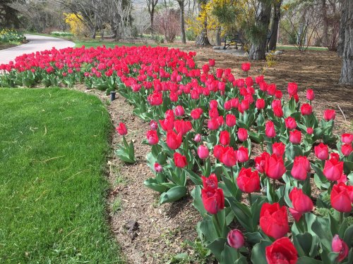 A vibrant display of red tulips blooming in a garden, surrounded by green grass and trees in the background.