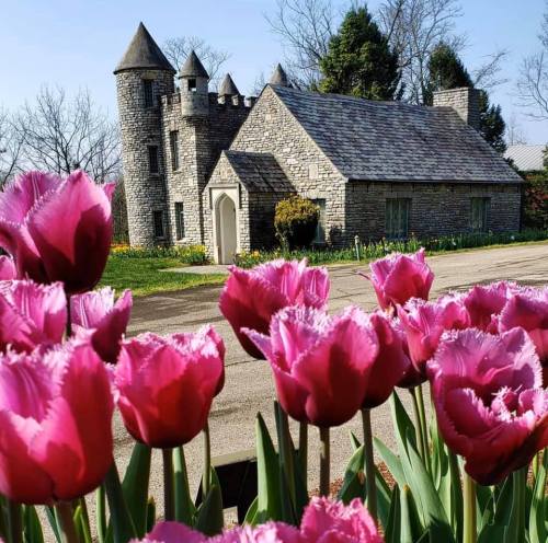 A charming stone house with turrets, surrounded by vibrant pink tulips in bloom.