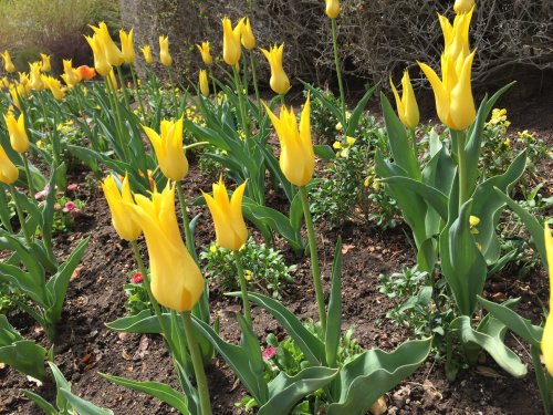 A vibrant garden filled with blooming yellow tulips surrounded by green foliage and colorful flowers.