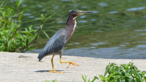 A green heron walking along a riverbank, with lush greenery and water in the background.