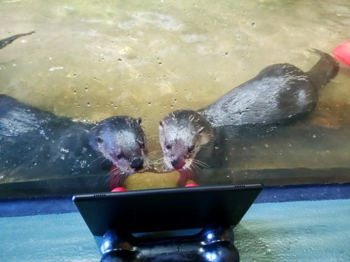Two otters curiously watch a tablet screen through a glass aquarium wall, with water bubbles around them.