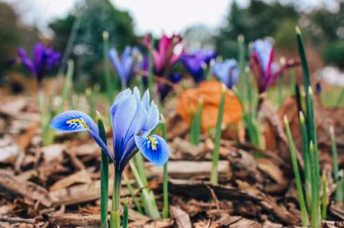 A cluster of vibrant blue and purple irises blooming among mulch and green shoots in a garden setting.