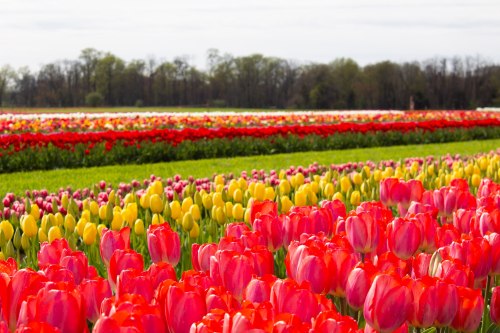 A vibrant field of tulips in various colors, including red, pink, and yellow, under a cloudy sky.