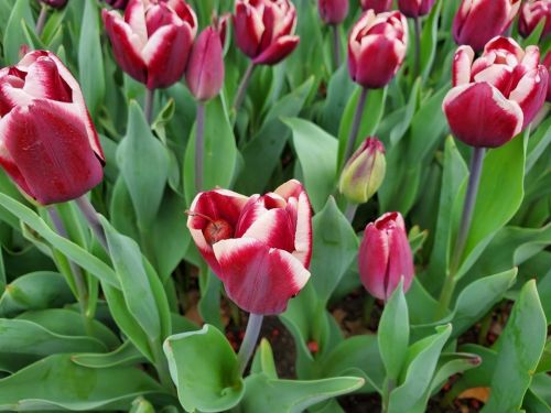 A vibrant field of red and white tulips surrounded by lush green leaves.