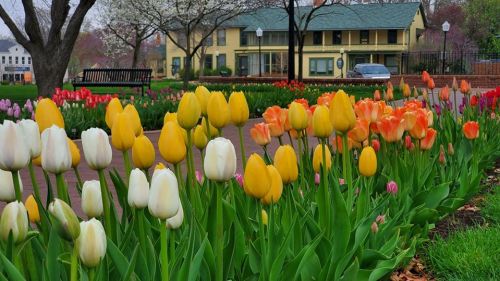 Colorful tulips in bloom with a park and a yellow house in the background, surrounded by trees and benches.