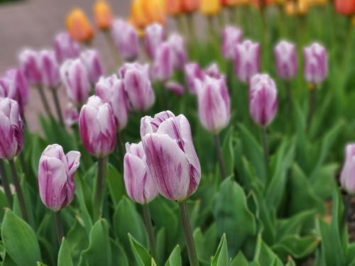 A vibrant field of purple and orange tulips with lush green leaves in the background.