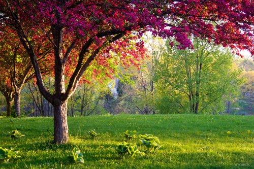 A vibrant scene of flowering trees and lush green grass in a serene park setting.