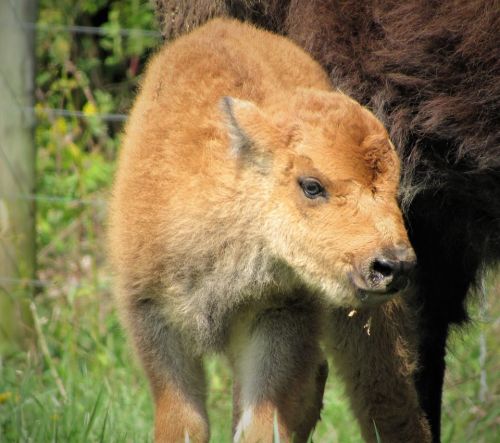 A young bison calf stands in a grassy area, with its mother partially visible in the background.