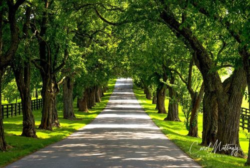 A serene tree-lined road with lush greenery on both sides, leading into a peaceful distance.