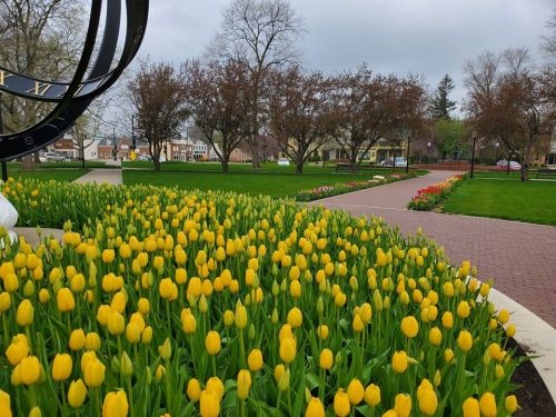 A vibrant display of yellow tulips in a park, with trees and a pathway in the background under a cloudy sky.