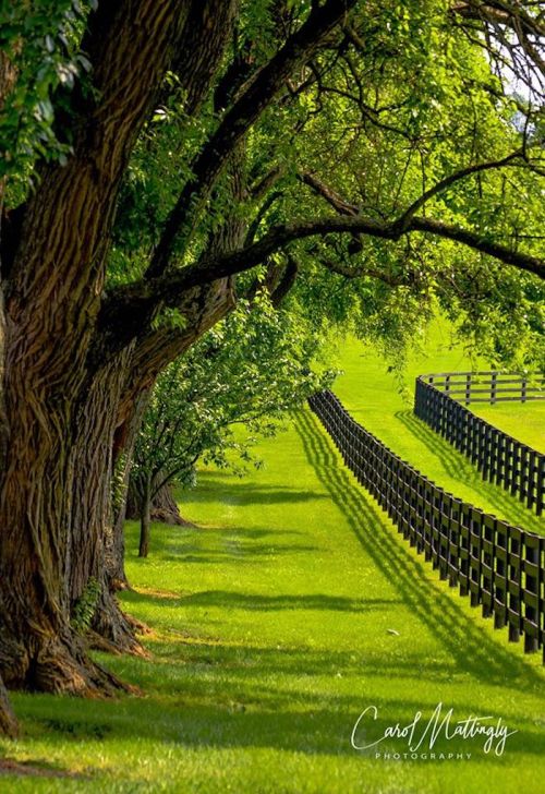 Lush green landscape with trees lining a path and a wooden fence casting shadows on the grass.