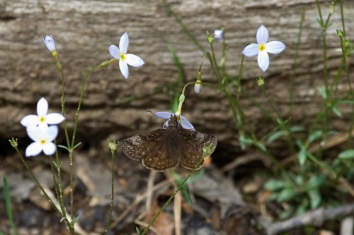A brown butterfly perched on a delicate flower among small white blooms and green foliage.
